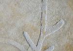 Brachyphyllum nepos SAPORTA 1884 - Bild &copy; FossNet FossilienStore